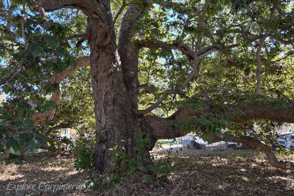 landmark tree
